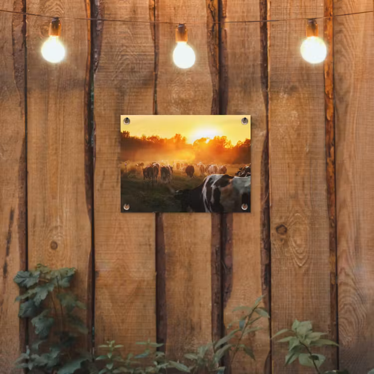 Koeien bij Zonsondergang tuinposter los doek klein -sfeer1