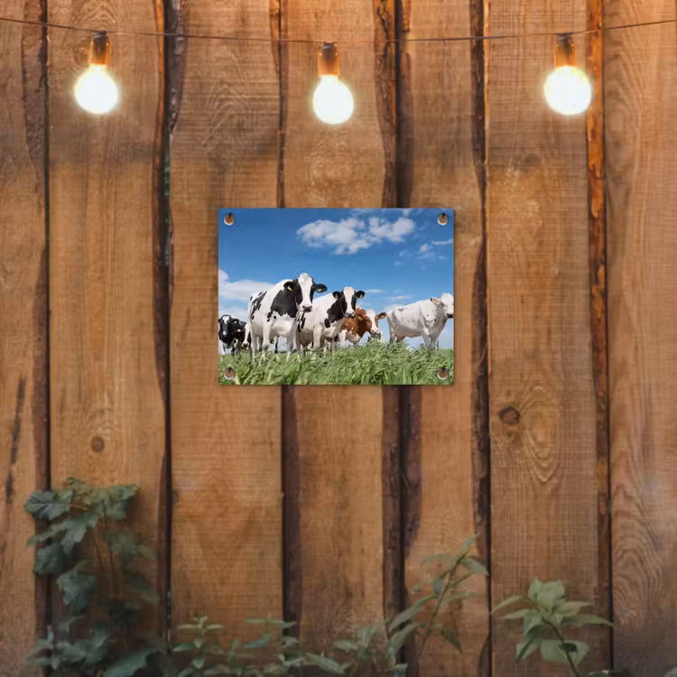 Koeien - Platteland - Weiland - Natuur - Dieren tuinposter los doek klein -sfeer1