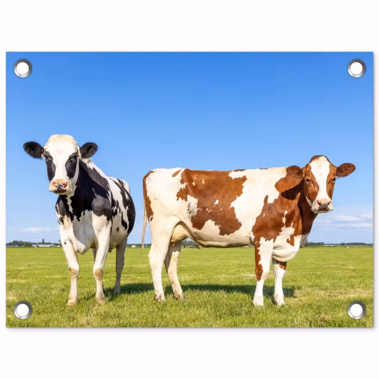 Koeien - Boerderij - Gras- Natuur - Dieren tuinposter los doek klein -3d