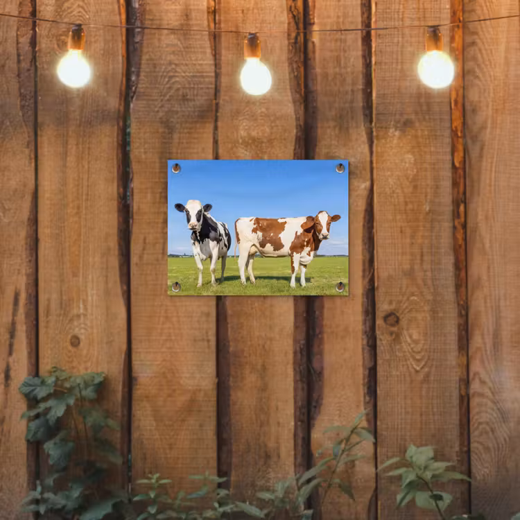 Koeien - Boerderij - Gras- Natuur - Dieren tuinposter los doek klein -sfeer1