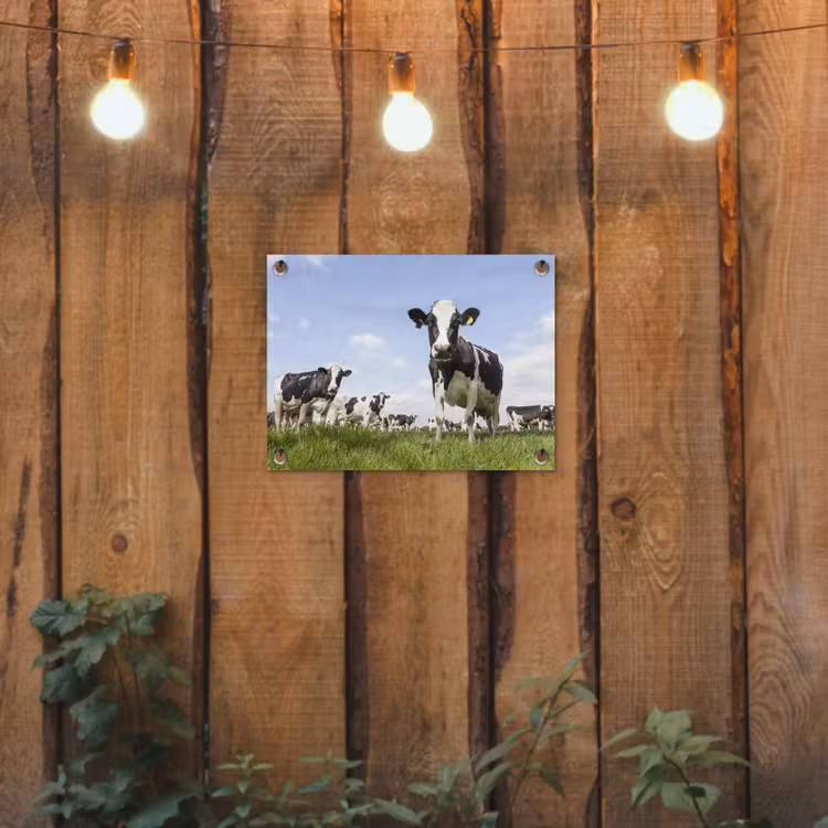 Koeien - Gras - Dieren - Zon - Boerderij tuinposter los doek klein -sfeer1