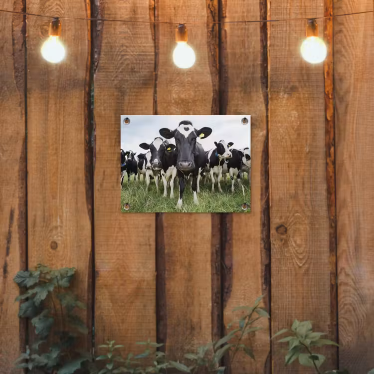 Koeien - Gras - Lente - Dieren - Weiland - Boerderij tuinposter los doek klein -sfeer1