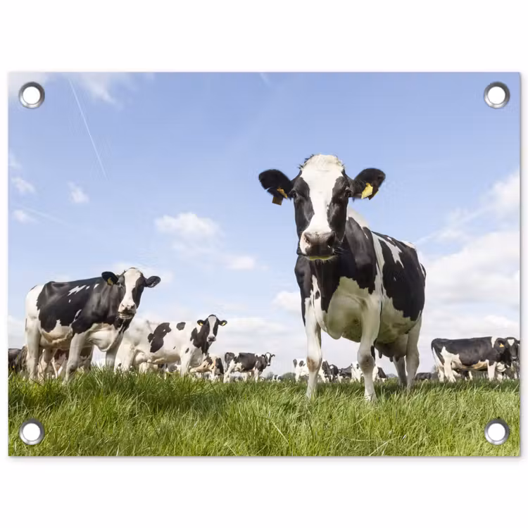 Koeien in de weide onder een heldere lucht tuinposter los doek klein -3d