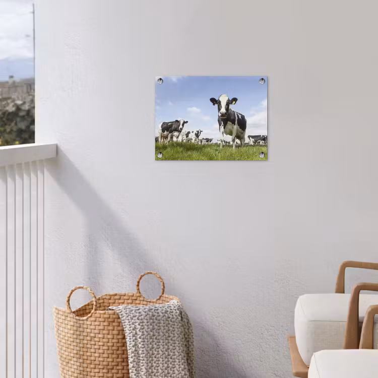 Koeien in de weide onder een heldere lucht tuinposter los doek klein -sfeer8