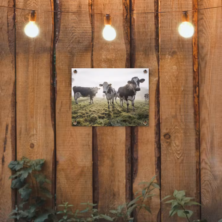 Koeien - Licht - Gras - Dieren tuinposter los doek klein -sfeer1