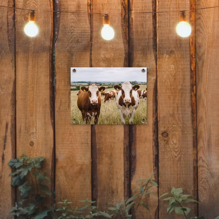 Koeien - Portret - Weide - Boerderij - Nieuwsgierig tuinposter los doek klein -sfeer1