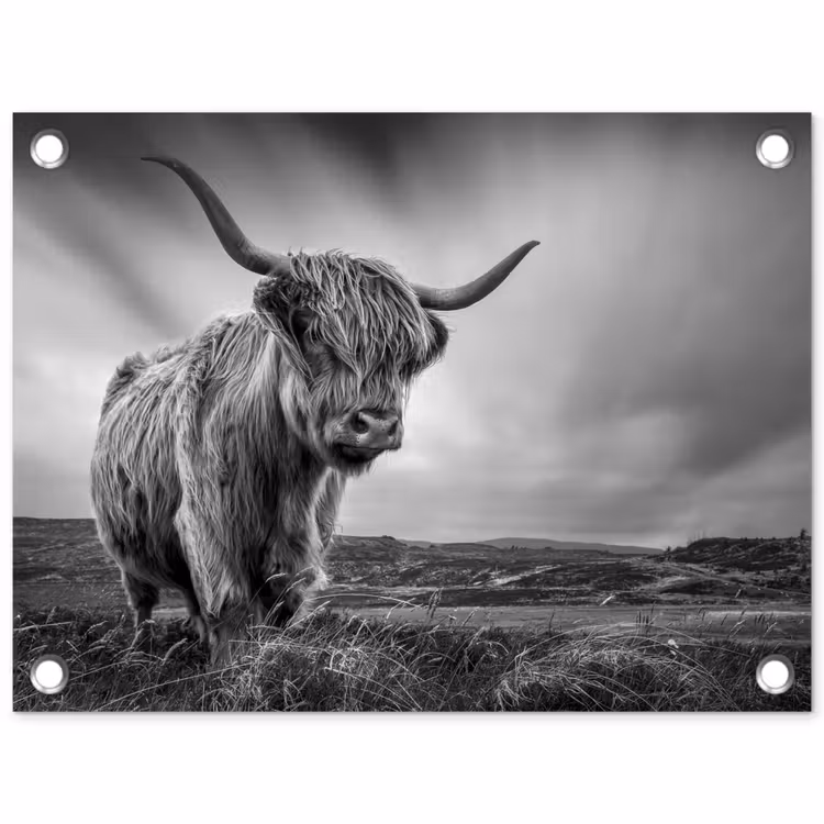 Koeien - Schotse hooglander - Natuur - Dieren - Zwart wit tuinposter los doek klein -3d