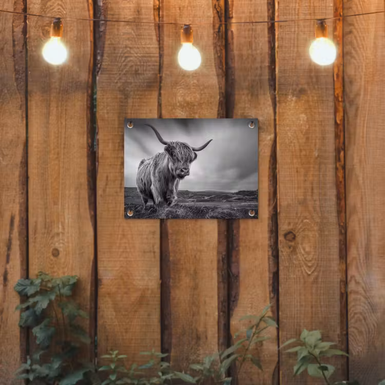 Koeien - Schotse hooglander - Natuur - Dieren - Zwart wit tuinposter los doek klein -sfeer1
