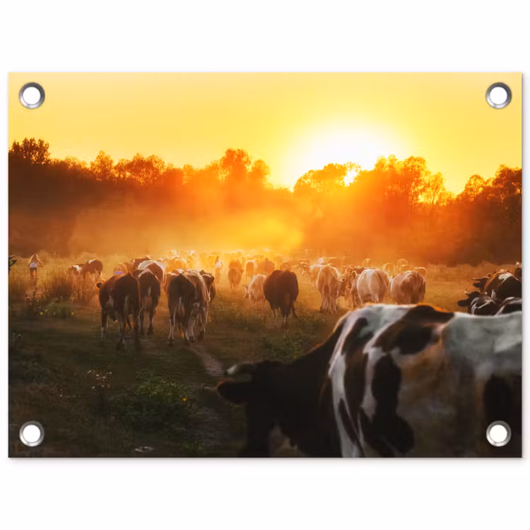 Koeien - Zonsondergang - Weiland - Dieren tuinposter los doek klein -3d