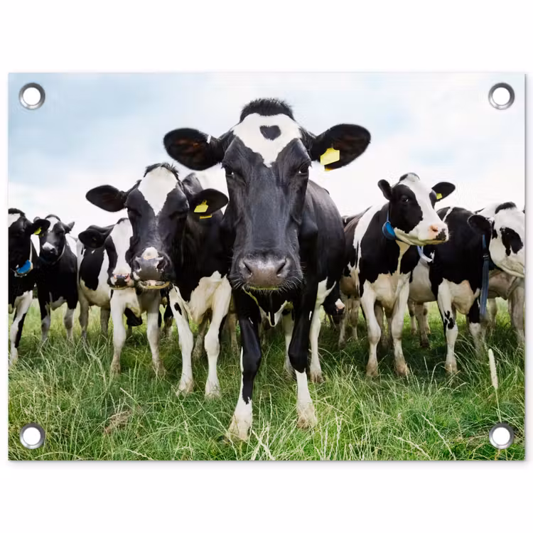 Nieuwsgierige koeien tuinposter los doek klein -3d