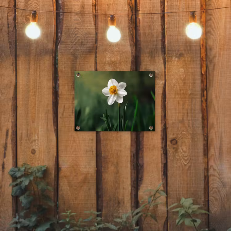 Narcis - Bloem - Wit - Grassprieten tuinposter los doek klein -sfeer1