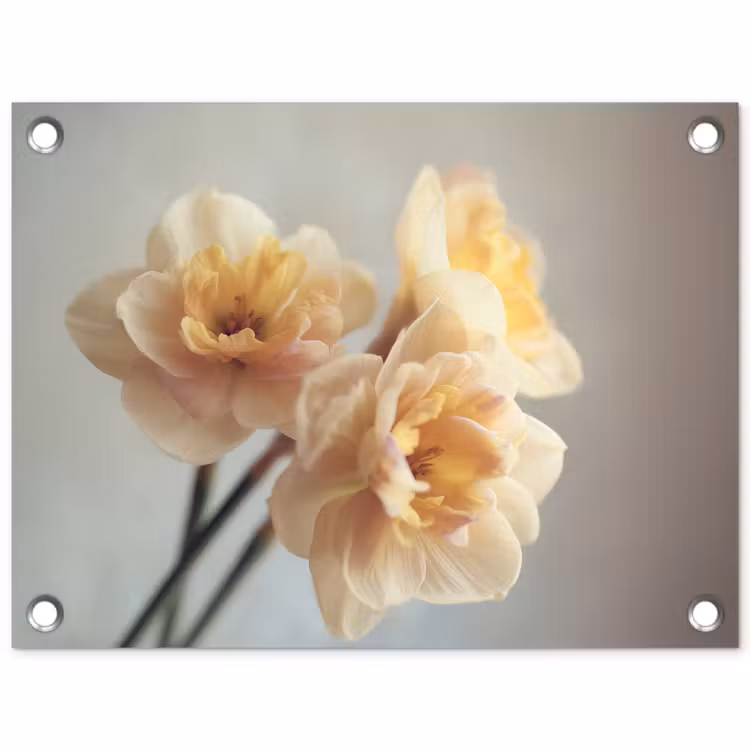 Narcissen - Geel - Bloemblaadjes tuinposter los doek klein -3d