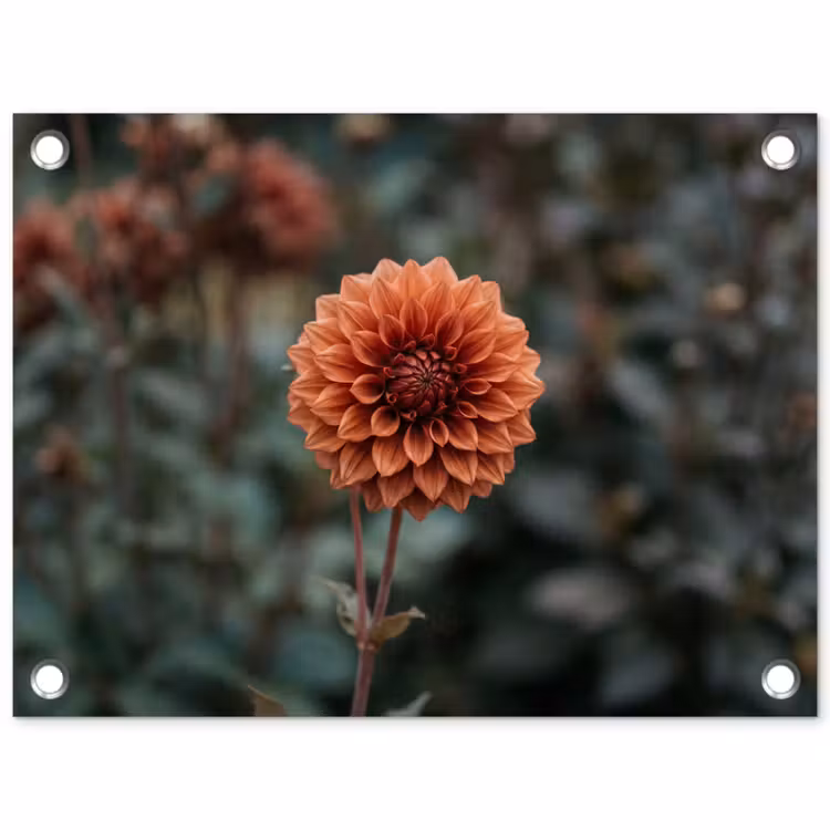 Dahlia - Bloem - Natuur - Sfeervol tuinposter los doek klein -3d