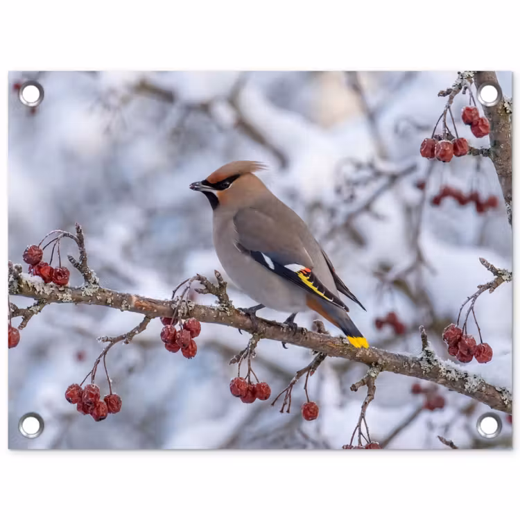 Pestvogel - Bessen - Winter - Natuur tuinposter los doek klein -3d
