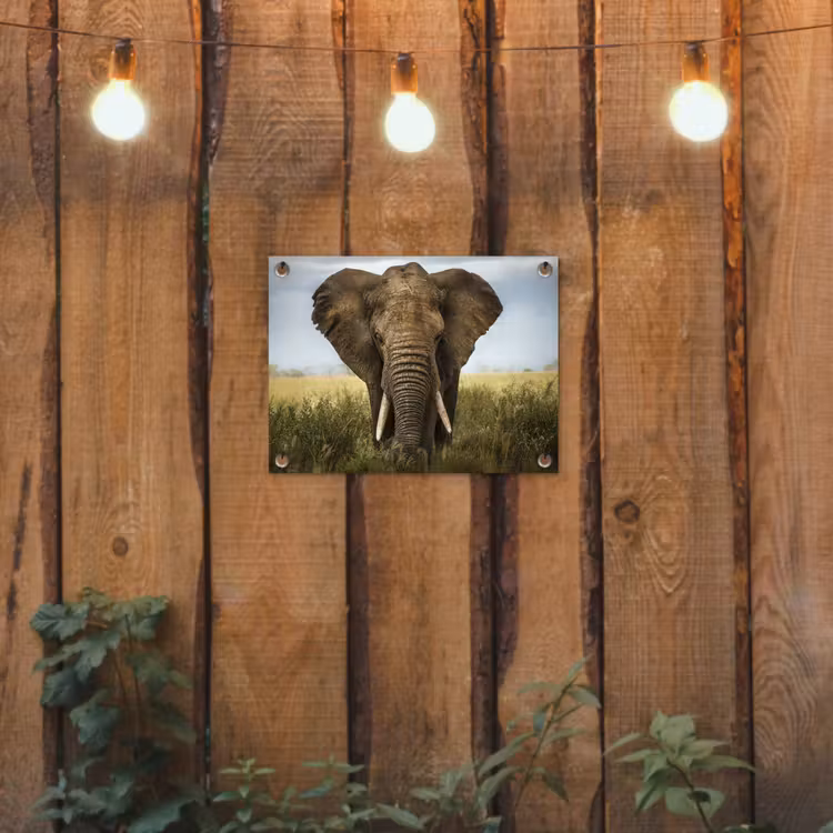 Olifant - Natuur - Gras - Dieren - Landschap tuinposter los doek klein -sfeer1