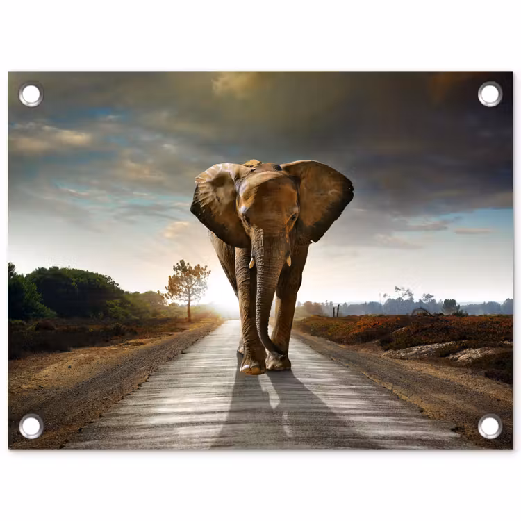 Olifant - Weg - Dieren - Zonsondergang - Landschap tuinposter los doek klein -3d