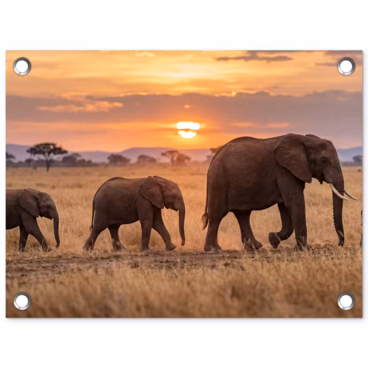 Olifanten - Savanne - Zonsondergang - Afrika - Warm tuinposter los doek klein -3d