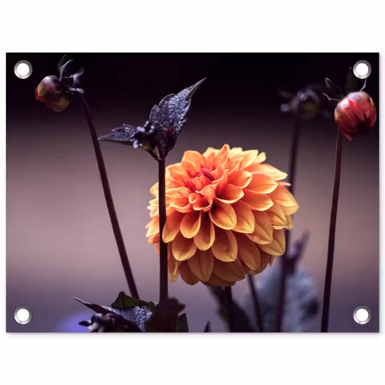 Bloemen - Chrysant - Macro - Planten tuinposter los doek klein -3d