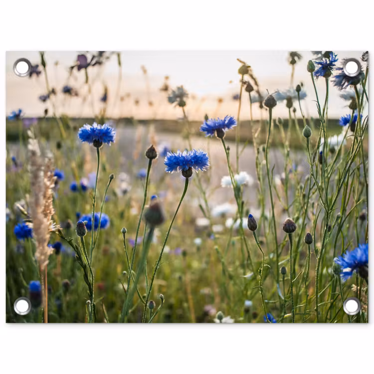 Bloemen - Zomer - Korenbloem - Blauw - Zon - Wolken tuinposter los doek klein -3d