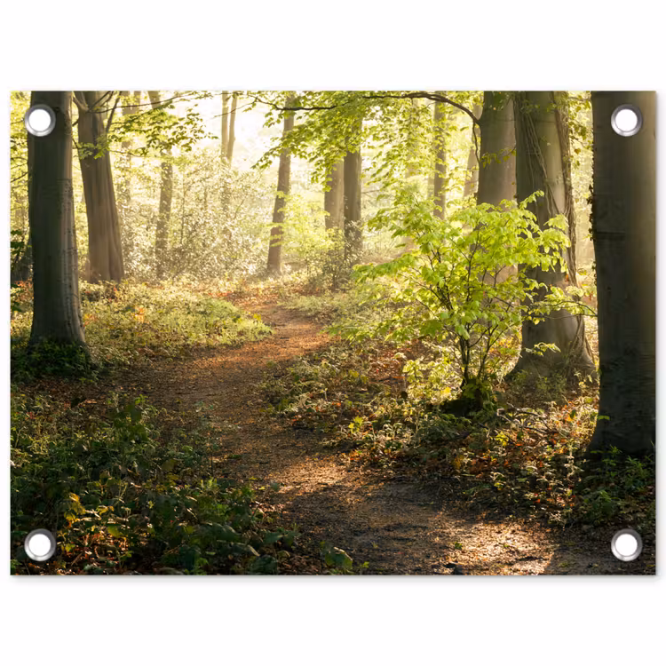 Bos - Bomen - Pad - Zon - Planten - Bladeren - Natuur tuinposter los doek klein -3d