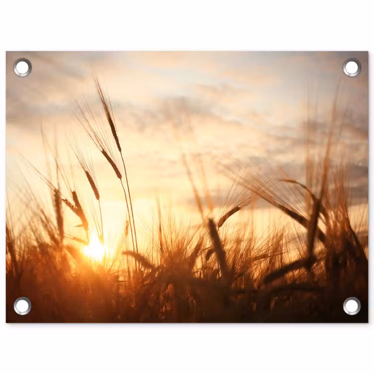 Gouden Graanveld bij Zonsopgang tuinposter los doek klein -3d