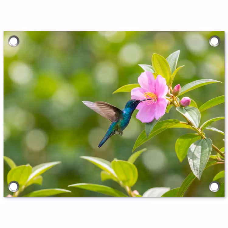 Kolibrie - Bloem - Natuur - Groen tuinposter los doek klein -3d