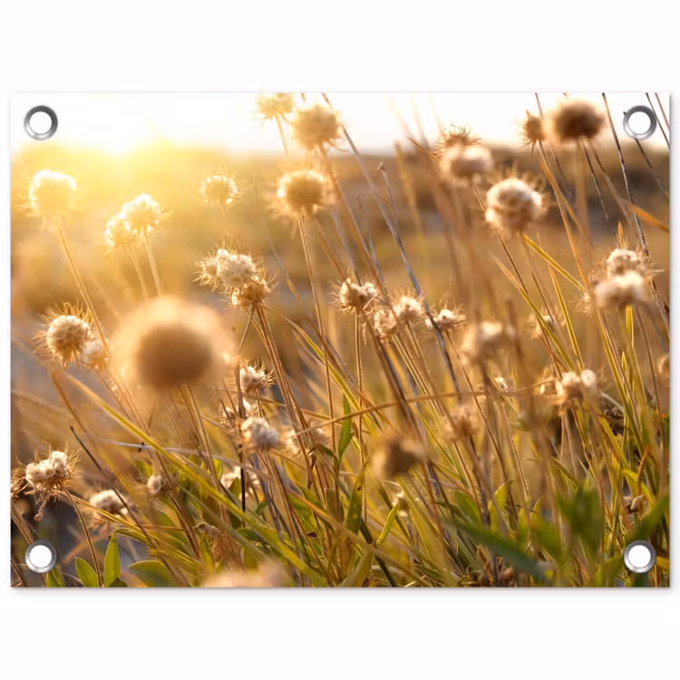 Verlichte zaadhoofden in de avondzon tuinposter los doek klein -3d