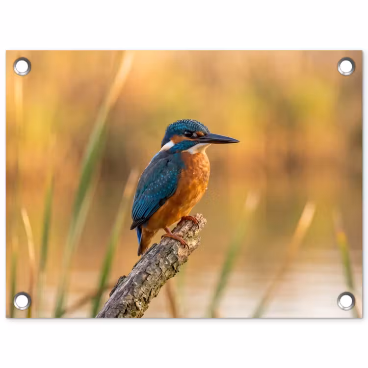 IJsvogel - Tak - Water - Kleurrijk - Levendig tuinposter los doek klein -3d