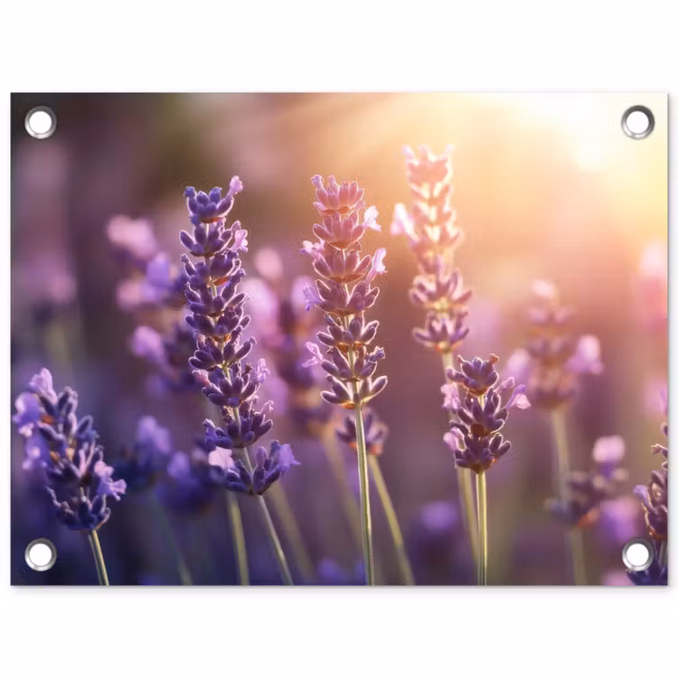 Lavendelbloemen - Paars - Zonlicht tuinposter los doek klein -3d