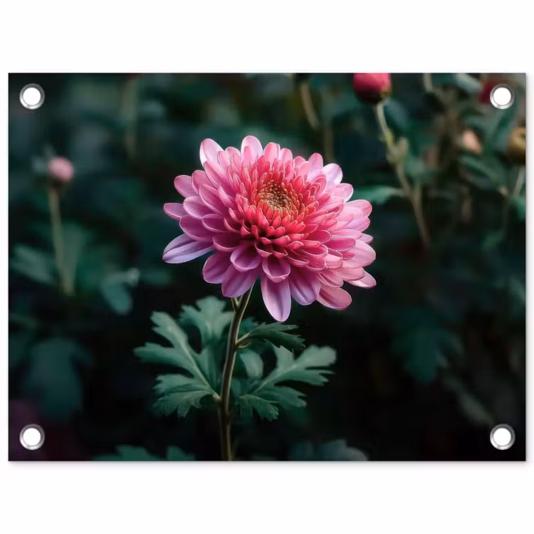 Blad - Chrysant - Roze - Schaduw tuinposter los doek klein -3d