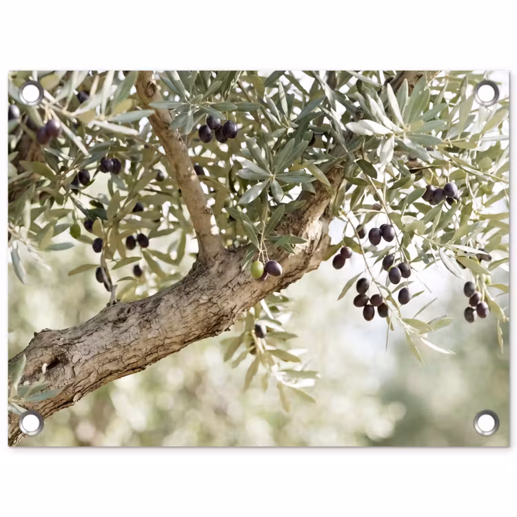 Garden Poster - Olive tree - branch - green - Olijfboom - tak - groen tuinposter los doek klein
