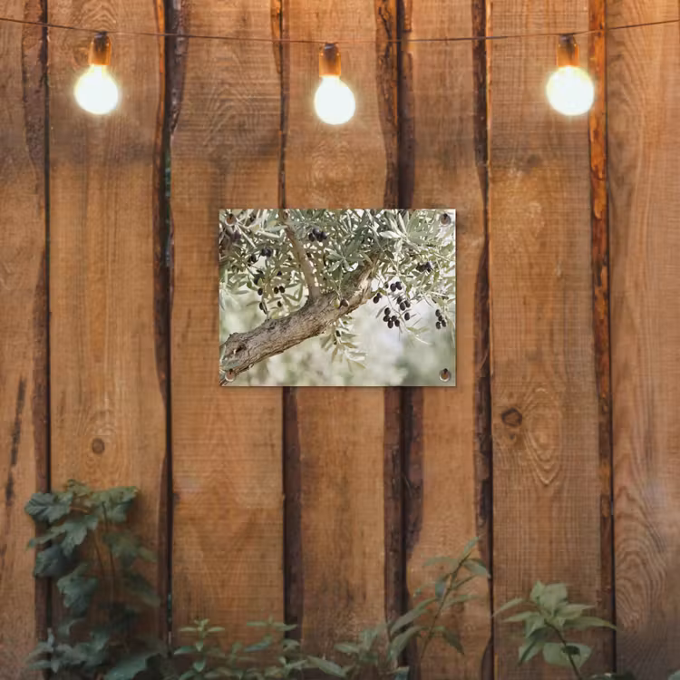 Garden Poster - Olive tree - branch - green - Olijfboom - tak - groen tuinposter los doek klein