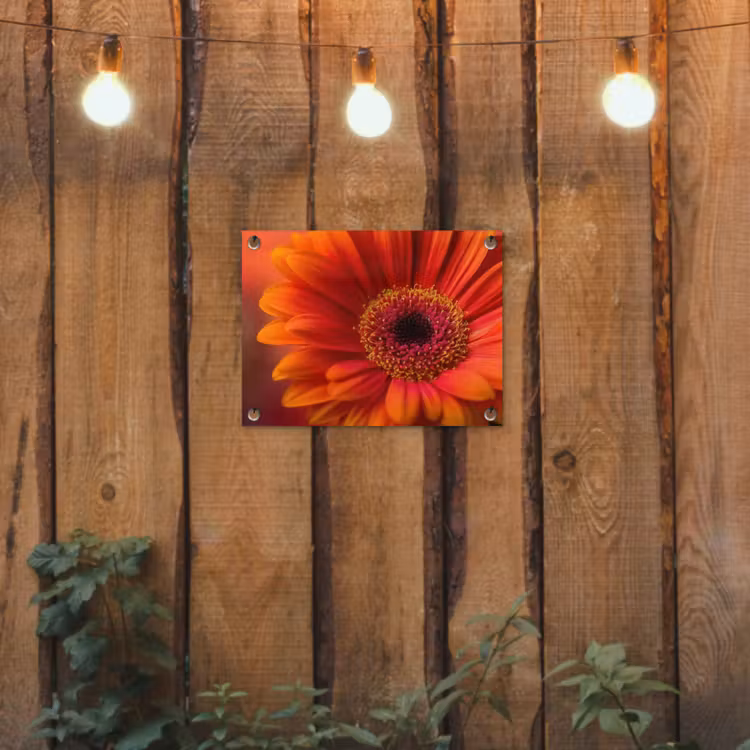 Oranje - Gerbera - Intens tuinposter los doek klein -sfeer1
