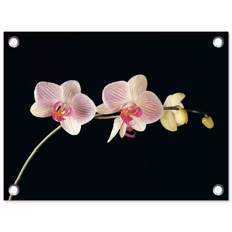 Orchidee - Bloemen - Zwart - Roze - Knoppen tuinposter los doek klein -3d
