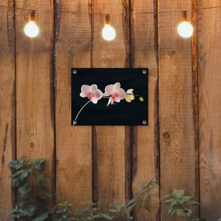 Orchidee - Bloemen - Zwart - Roze - Knoppen tuinposter los doek klein -sfeer1