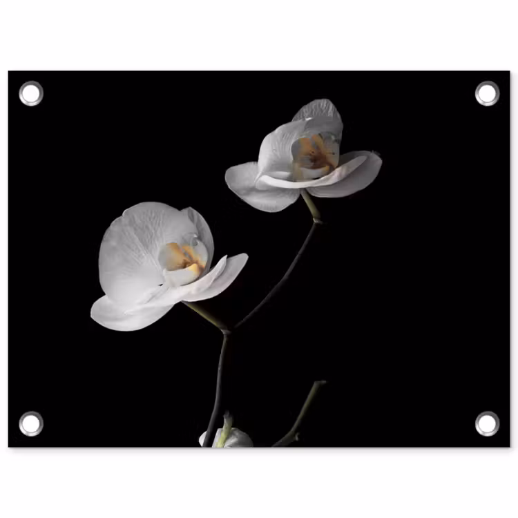 Orchidee - Bloemen - Zwart - Wit - Stilleven tuinposter los doek klein -3d