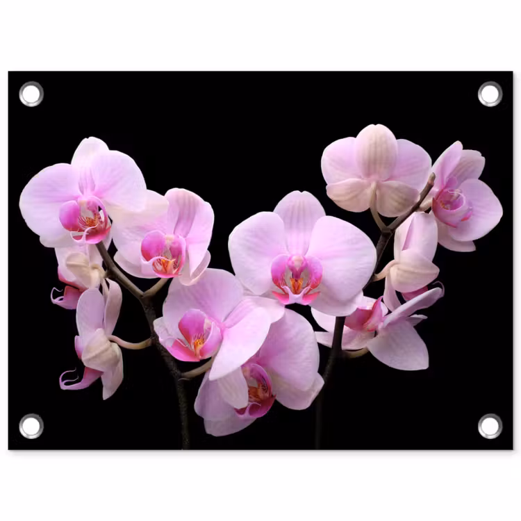 Orchidee - Bloemen - Roze - Flora tuinposter los doek klein -3d