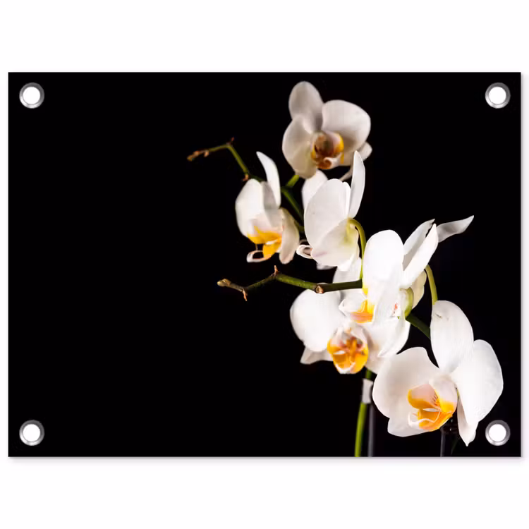 Orchidee - Bloemen - Planten - Botanisch tuinposter los doek klein -3d