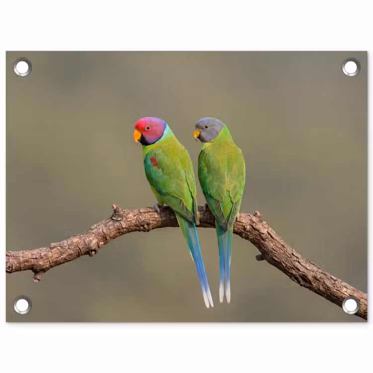 Papagaai - Tak - Natuur - Kleurrijk tuinposter los doek klein -3d