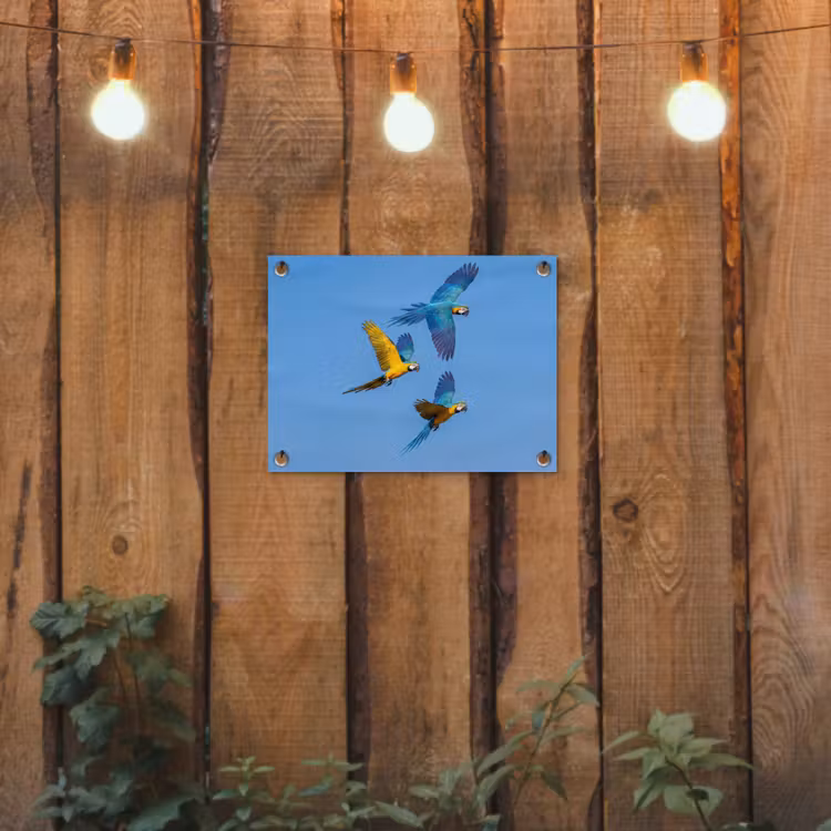 Papagaai - Vliegen - Blauw - Geel tuinposter los doek klein -sfeer1
