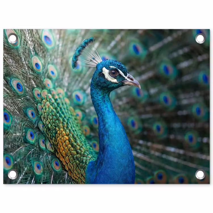 Pauw - Veren - Blauw tuinposter los doek klein -3d