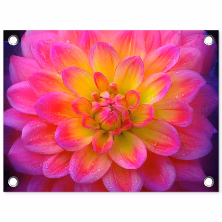 Roze - Dahlia - Kleurrijk tuinposter los doek klein -3d