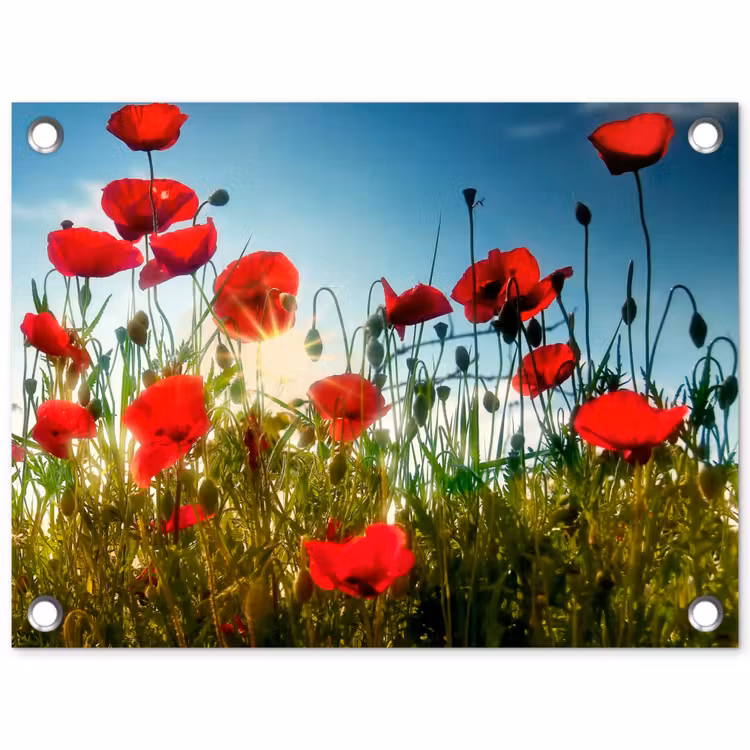 Klaprozen in ochtendlicht tuinposter los doek klein -3d
