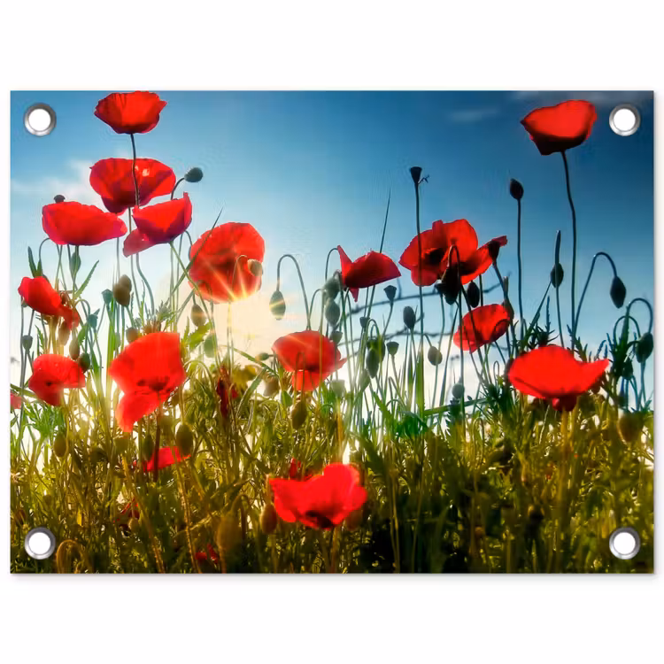 Klaprozen - Toscane - Zon - Rood - Blauw tuinposter los doek klein -3d