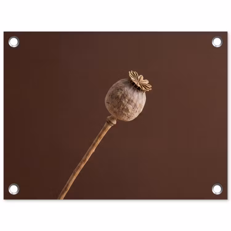 Papaverbol - Droogbloem - Bruin - Minimalistisch tuinposter los doek klein -3d