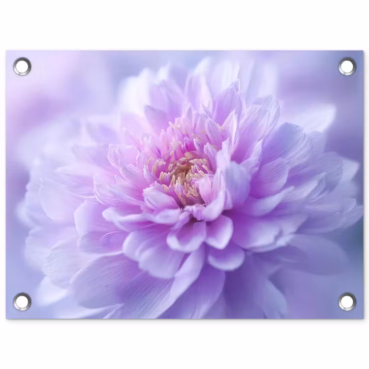 Paars - Dahlia - Dromerig tuinposter los doek klein -3d