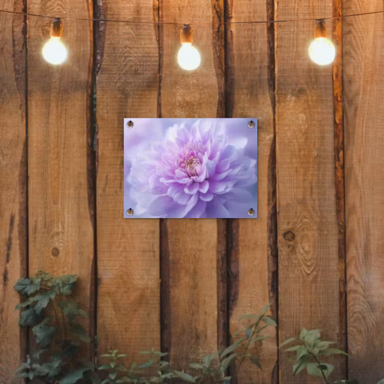 Paars - Dahlia - Dromerig tuinposter los doek klein -sfeer1