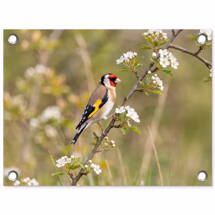Putter - Bloesem - Lente - Natuur - Kleurrijk tuinposter los doek klein -3d