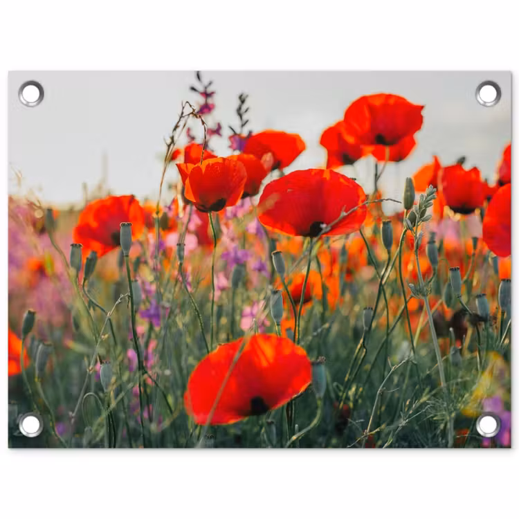 Rode klaprozen in de avondzon tuinposter los doek klein -3d