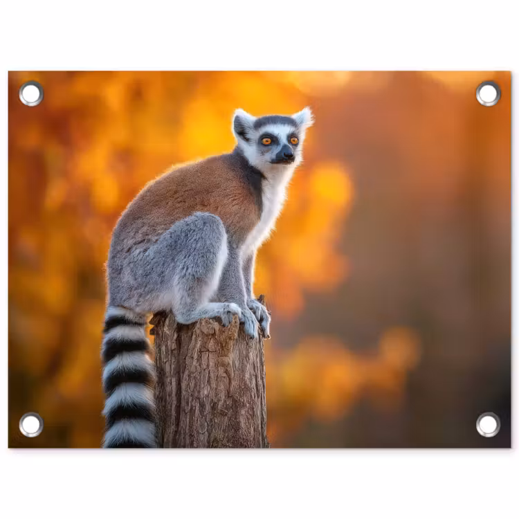 Ringstaartmaki - Boomstronk - Gestreept tuinposter los doek klein -3d